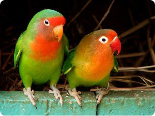 Papagalii Îndrăgostiții fotografii, păstrare, de reproducere, Lovebird Fischer, roz