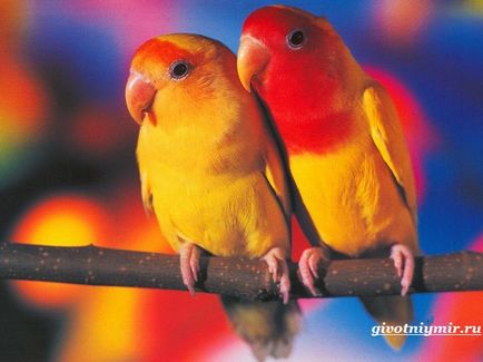 Papagalii Îndrăgostiții caracteristicile lor și de îngrijire, faunei sălbatice