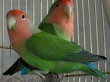 Papagalii, lovebirds și descrierea speciilor cu fotografii și clipuri video, îngrijire și întreținere la domiciliu,