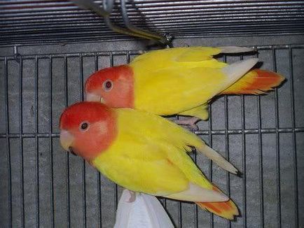 Papagalii, întreținere și îngrijire lovebirds