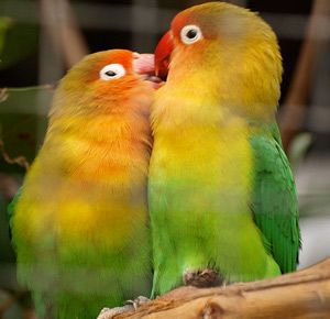 Papagalii, de îngrijire și întreținere lovebirds