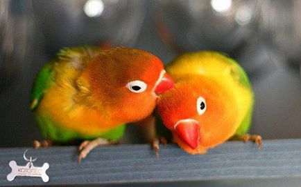 lovebirds papagalii la domiciliu