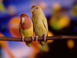 Papagalii, lovebirds în casă