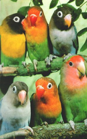 Papagalii, lovebirds în casă