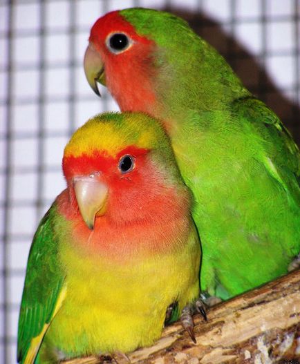 Papagalii, lovebirds în casă