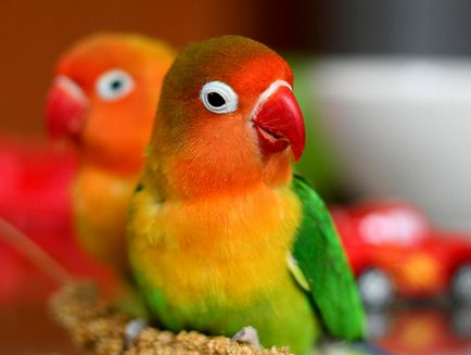 Papagalii lovebirds specii, fotografie, îngrijire și întreținere la domiciliu