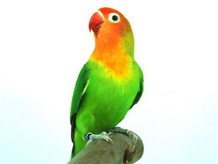 Papagalii lovebirds specii, fotografie, îngrijire și întreținere la domiciliu