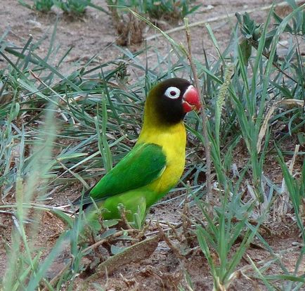Parrot Lovebird păstrarea, hrănire și reproducere