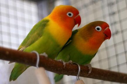 Parrot Lovebird păstrarea, hrănire și reproducere