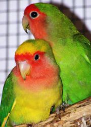 papagal Lovebird la domiciliu