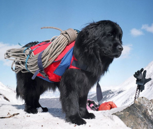 câinii din rasa Terra Nova (scafandru) caracterizarea și descrierea o atenție deosebită