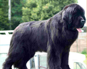 câinii din rasa Terra Nova (scafandru) caracterizarea și descrierea o atenție deosebită