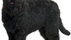 câine rasa scafandru (Terra Nova) Descriere
