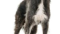 câine rasa scafandru (Terra Nova) Descriere