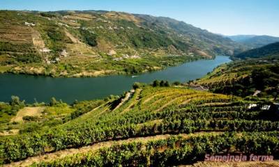 Port de vin - vinuri de struguri - vin - Biblioteca - ferma familiei