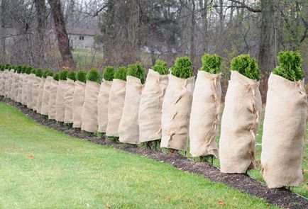 Plantarea și îngrijirea arborvitae în teren deschis udare, fertilizare, tăierea