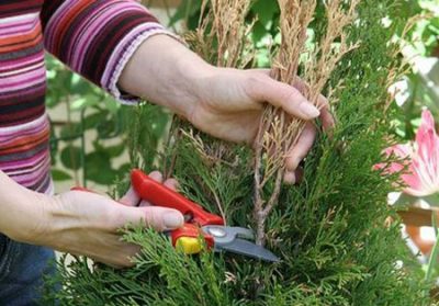 Plantarea și îngrijirea Tusi într-un teren deschis în primăvară acasă decât să se hrănească