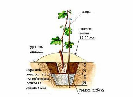 Plantarea butași de struguri de la domiciliu - mai multe informații!