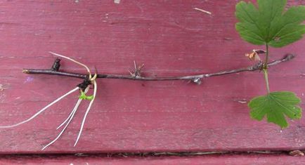 Plantarea butași de struguri în metodele de reproducere de primăvară