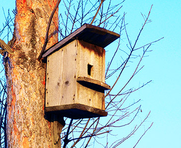 Birdhouse corect propriile mâini