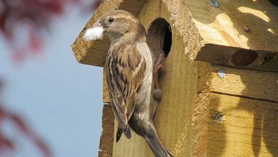 Birdhouse corectă cu mâinile 1