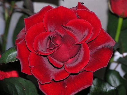 Lovely Rose! Oh, regească, cât de bun ești! Blog este noapte și trei