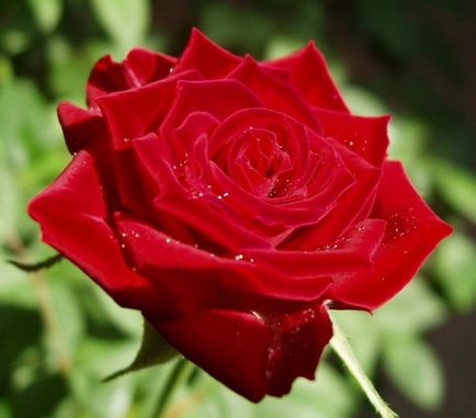 Lovely Rose! Oh, regească, cât de bun ești! Blog este noapte și trei
