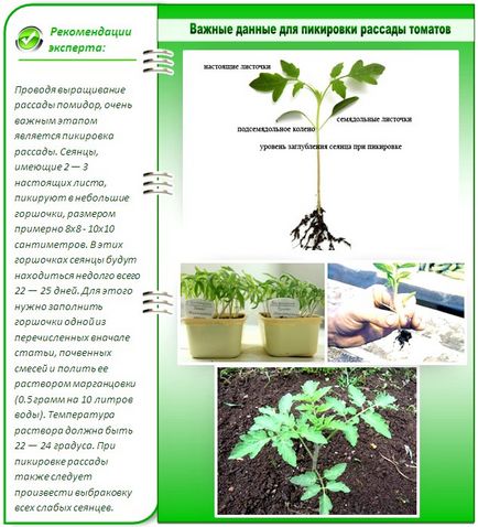 răsaduri de roșii la domiciliu, atunci când planta este să crească, etc.