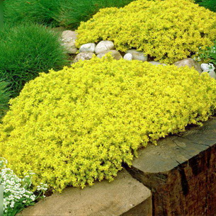 plantă stonecrop (Sedum) imagini, numele și descrierea tipurilor de flori, proprietăți medicinale stonecrop