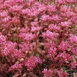 plantă stonecrop (Sedum) imagini, numele și descrierea tipurilor de flori, proprietăți medicinale stonecrop