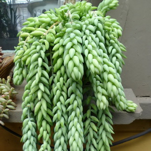 stonecrop Plant (Sedum) imagini, numele și descrierea tipurilor de flori, proprietățile medicinale ale stonecrop (foto) plantă stonecrop (Sedum) imagini, numele și descrierea tipurilor de flori, proprietăți medicinale stonecrop