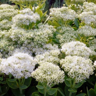 plantă stonecrop (Sedum) imagini, numele și descrierea tipurilor de flori, proprietăți medicinale stonecrop