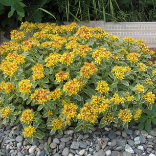 plantă stonecrop (Sedum) imagini, numele și descrierea tipurilor de flori, proprietăți medicinale stonecrop