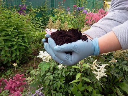 Plante pentru soluri alcaline, gradina mea - sfaturi de vară