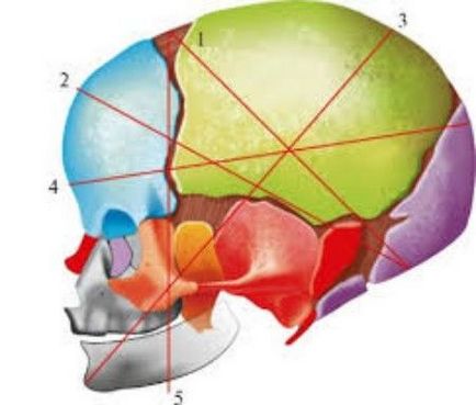 Dimensiunea capului fetal (BPD), pe o masă săptămânală de indicatori, standarde și tendințe de deviere