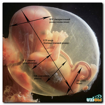 Dimensiunea cerebelului fetale de saptamana