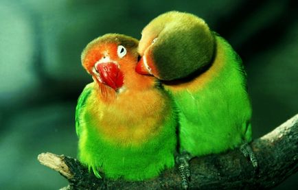 Reproducere papagali Îndrăgostiții, păsările