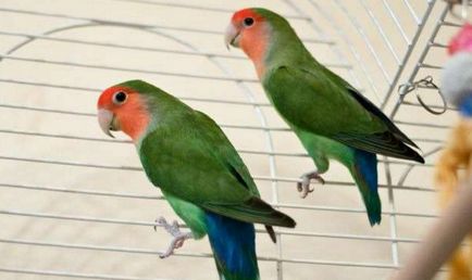Reproducere papagali Îndrăgostiții, păsările