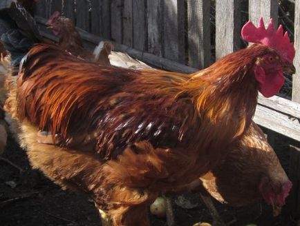 Ameliorarea și creștere a găinilor ouătoare la domiciliu pentru începători, video, foto