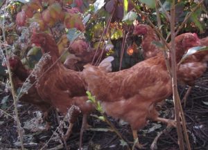 Ameliorarea și creștere a găinilor ouătoare la domiciliu pentru începători, video, foto