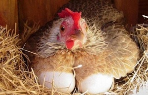 Reproducție găini ca o afacere pentru a începe și cum să reușească