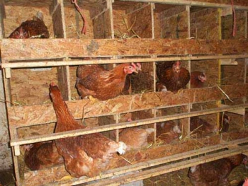 De reproducție găini ouătoare la domiciliu pentru vânzarea de ouă