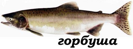specii de pește somon, descriere, fotografie