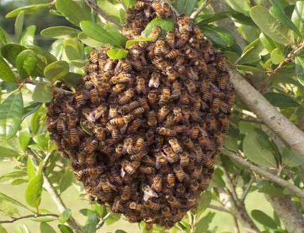 Roire albine cum să prevină probleme în stupină (Video)