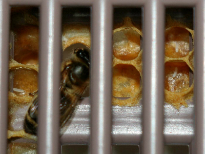 Roire albine ca un fenomen natural - de ce albinele roiesc pe stup de albine