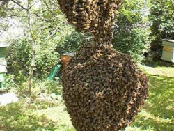 Roire albine ca un fenomen natural - de ce albinele roiesc pe stup de albine