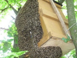 Roire albine ca un fenomen natural - de ce albinele roiesc pe stup de albine