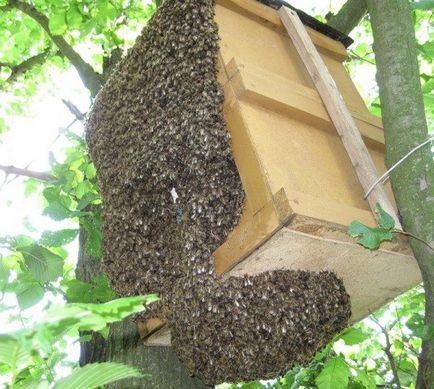 Roire albine lucra cu roiuri, semne, cum să se oprească, pentru că și lupta cu roiurile
