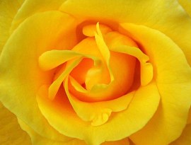Rose - limbajul florilor