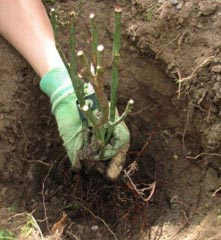 Trandafiri de la Butasii cum să crească, cum să rădăcină, cum se multiplica, de plantare, butași